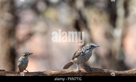 Striped Honeyeater (Plectorhyncha lanceolata) and Brown-headed Honeyeater (Melithreptus brevirostris) Stock Photo