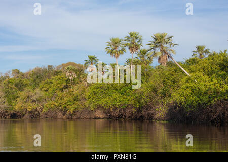 Palm trees and jungle seen from the river Stock Photo