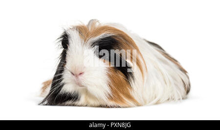Coronet cavy, Guinea pig against white background Stock Photo