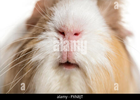 Coronet cavy, Guinea pig against white background Stock Photo