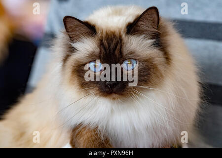 Birman Sacred Cat of Burma portrait looking at you Stock Photo