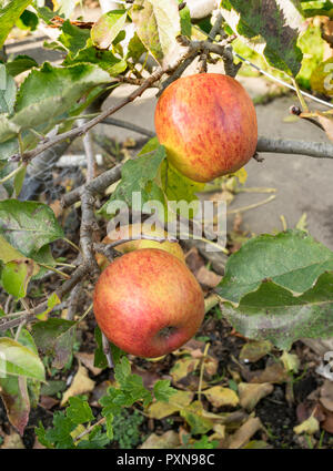 Malus domestica  James Grieve apples growing as a stepover cordon on an allotment garden, north east England, UK Stock Photo