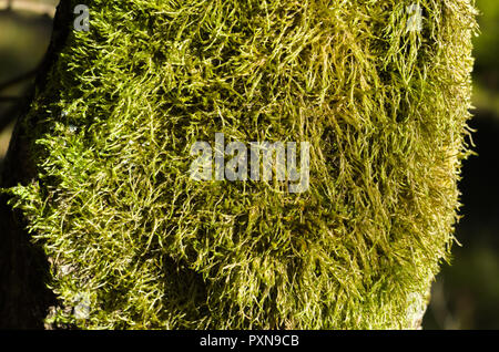 Big clump of moss on tree log in the Norwegian forest. Stock Photo