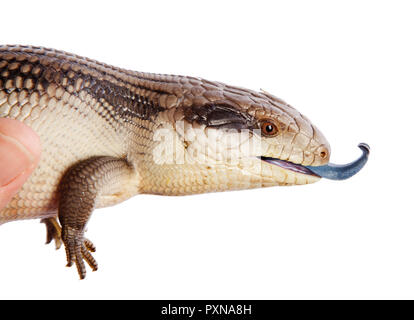 East Coast Blue Tongue Lizard isolated on white Stock Photo