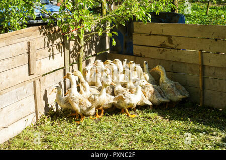 A herd of young ducks in nature in the aviary on a summer day .For your design Stock Photo