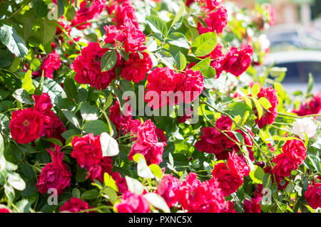 Red rose bushes with green leaves, a perfect gift for a woman for any occasion. Luxury view on a summer day .For your design Stock Photo