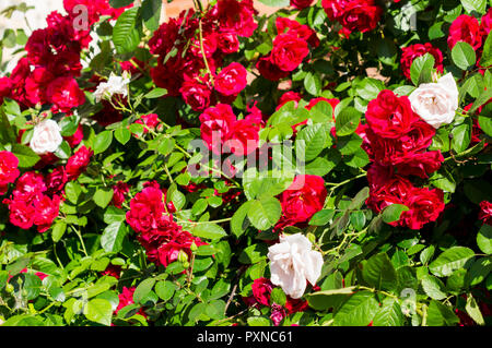 Red rose bushes with green leaves, a perfect gift for a woman for any occasion. Luxury view on a summer day .For your design Stock Photo