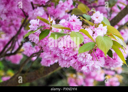 Cherry blossoms in Greenwich Park, London, England Stock Photo