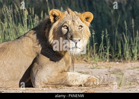 Botswana, Kgalagadi Transfrontier Park, young male lion, Panthera leo Stock Photo