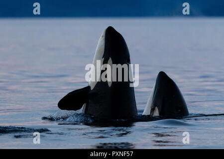 Two northern resident killer whales (Orcinus orca) spy-hopping in Queen Charlotee Strait of the Great Bear Rainforest, British Columbia Coast, First N Stock Photo
