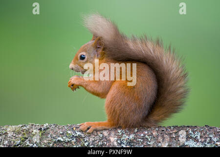 Portrait of red squirrel on tree trunk Stock Photo