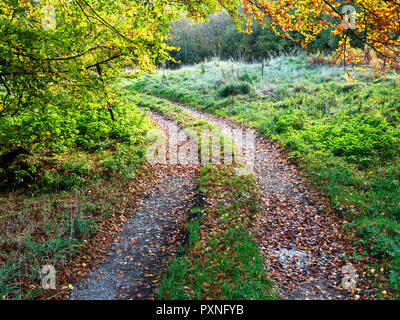 Track wioth fallen leaves in Guisecliff Wood in autumn Pateley Bridge North Yorkshire England Stock Photo