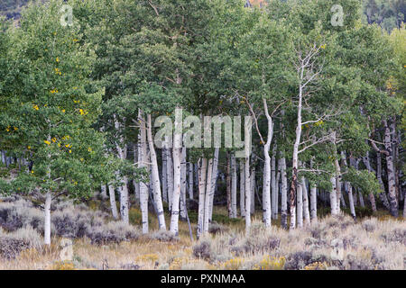 Pando, clonal colony of Quaking Aspen trees, Populus tremuloides ...