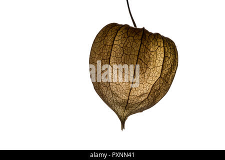 Lantern flower (Physalis alkekengi) isolated on white background. Detail of Chinese Lantern Flower. Stock Photo