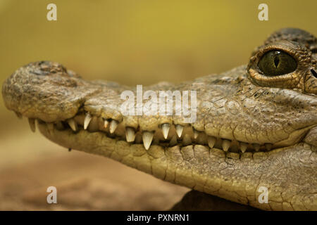 Philippine Crocodile (Crocodylus mindorensis) Stock Photo