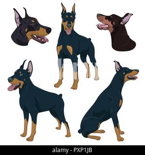 Dobermann in different poses. Watchdog hand drawn illustration. Doberman Pinscher set isolated on white background. Stock Vector