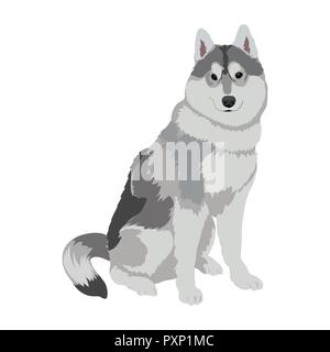 Husky dog sitting isolated on white background. Sled dog illustration. Cute Alaskan Malamute dog for your design. Stock Vector