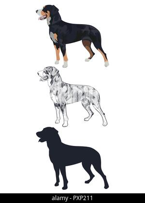 Swiss mountain dog in three different styles isolated on white background.Purebred dog silhouette and outline sketch. Purebred black tricolor dog pant Stock Vector