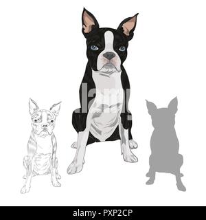 Boston Terrier dog breed isolated on white background. Purebred canine in sketch and silhouette for your design. Stock Vector