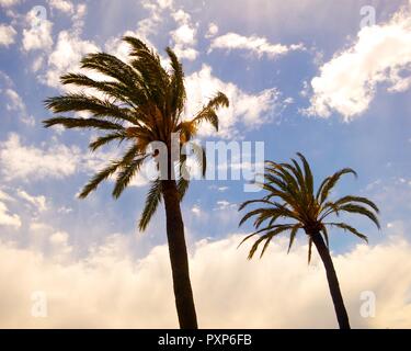 Palm trees swaying in the wind against blue sky Stock Photo