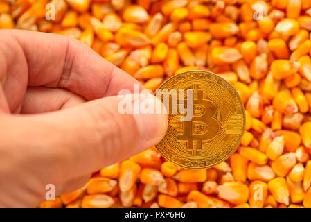 Bitcoin in hand over corn kernels heap, conceptual image for cryptocurrency related commercial activity with commodity trade in agricultural business