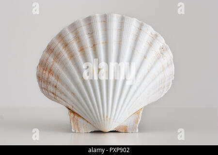 White empty shell isolated against white background Stock Photo