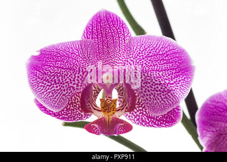 Red purple orchid flower and stem  close up isolated against pure white background Stock Photo
