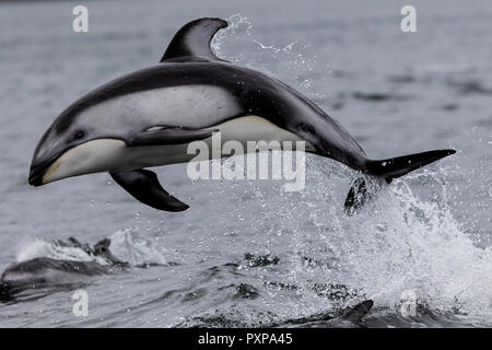Pacific-white-sided dolphin (Lagenorhynchus obliquidens) jumping in Thompson Sound, along the Great Bear Rainforest, British Columbia coast, First Nat