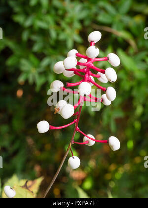 Autumn berries of the hardy perennial woodland white baneberry, Actaea pachypoda Stock Photo