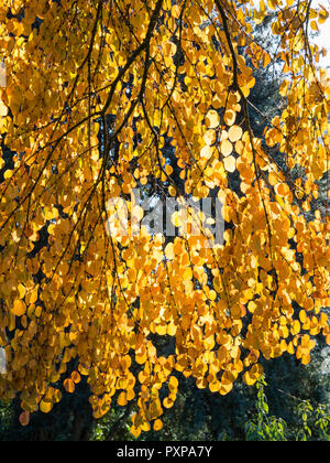 Backlit autumn foliage of the Japanese Katsura tree, Cercidiphyllum japonicum Stock Photo