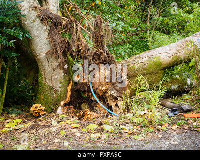 Honey fungus, Armillarea mellea, showing at the base of a diseased Catalpa x erubescens 'Purpurea'.  The tree has split after autumn gales Stock Photo