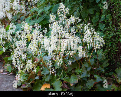 White autumn flowers of the hardy perennial woodland plant, Saxifraga fortunei Stock Photo