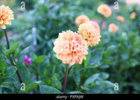 Dahlia flowers before been cut for sale Stock Photo