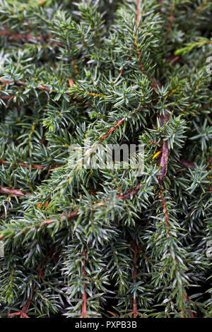 Juniperus communis 'Green Carpet' Stock Photo