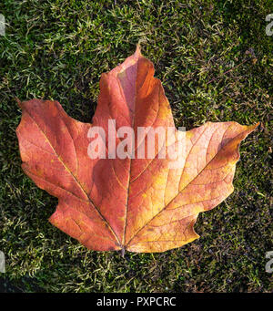 An orange and yellow maple leaf sits alone on a bed of green moss. Stock Photo