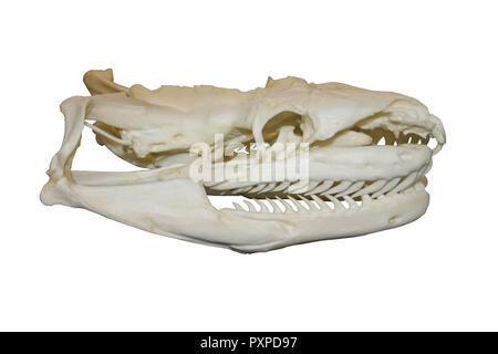 Snake (Python) Skull Isolated On White Stock Photo