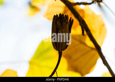 The seed pod of a tulip tree (Liriodendron tulipifera) in autumn Stock Photo