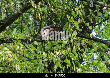 A grey squirrel (Sciurus carolinensis) sitting on the branch of a tree eating Stock Photo