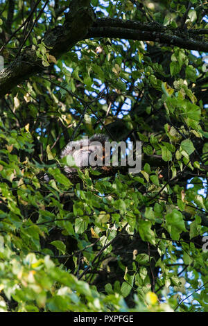 A grey squirrel (Sciurus carolinensis) sitting on the branch of a tree eating Stock Photo