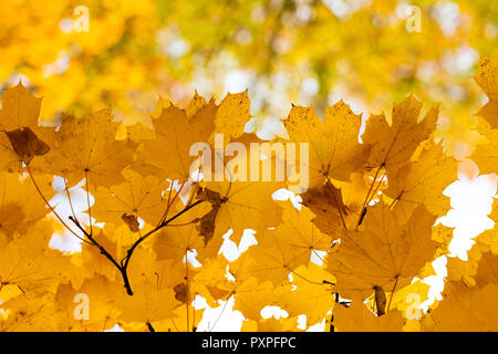 Falling autumn maple leaves natural background. Colorful foliage. Stock Photo