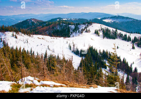 hills covered in snow in the Carpathian mountain range, forest with evergreen spruce and pine trees, dried grass. Sunny frosty winter day; several clo Stock Photo