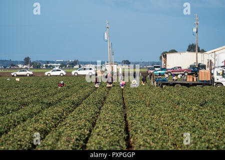 Salinas, California - October 17 2017: Immigrant migrant seasonal farm workers pick and package fruit and vegetables working in the fields of the Sali Stock Photo