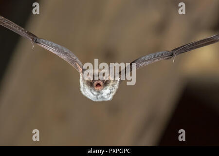 Rare Natterer's bat (Myotis nattereri) flying on church attic with distinctive white belly Stock Photo