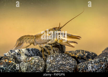 European crayfish (Astacus astacus) walking in river on rocky riverbed Stock Photo