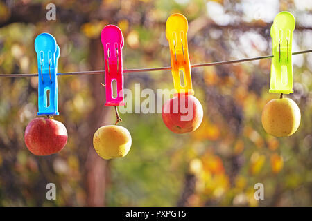 Multi-colored apples hung on large clothespins against the background of an orchard in defocus Stock Photo