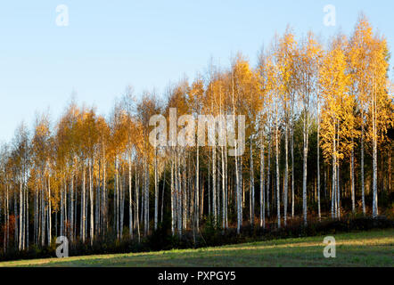 Young birch forest in autumnal colours in Finland Stock Photo