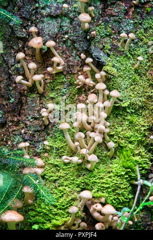 Clusters of small toadstools growing out of a tree stump, Loch Lomond and The Trossachs National Park, Scotland, UK. Stock Photo