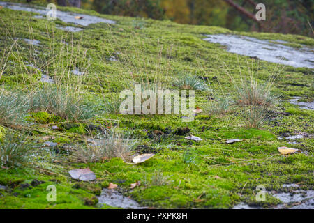 Green Moss and Autumn Grass with Water Drops on Rock Stock Photo