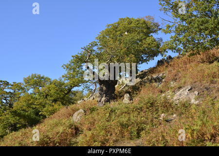 Ancient Oak Tree, Bradgate Park, Leicestershire Stock Photo