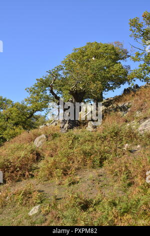 Ancient Oak Tree, Bradgate Park, Leicestershire Stock Photo